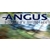 angusahead.com
